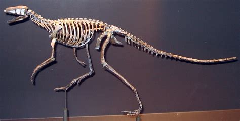 Marasuchus Limbs