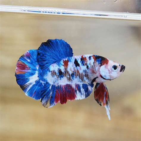 Marble Betta Fish