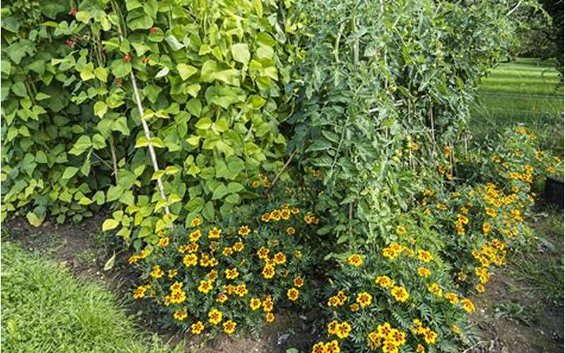 Marigold Companion Planting With Beans
