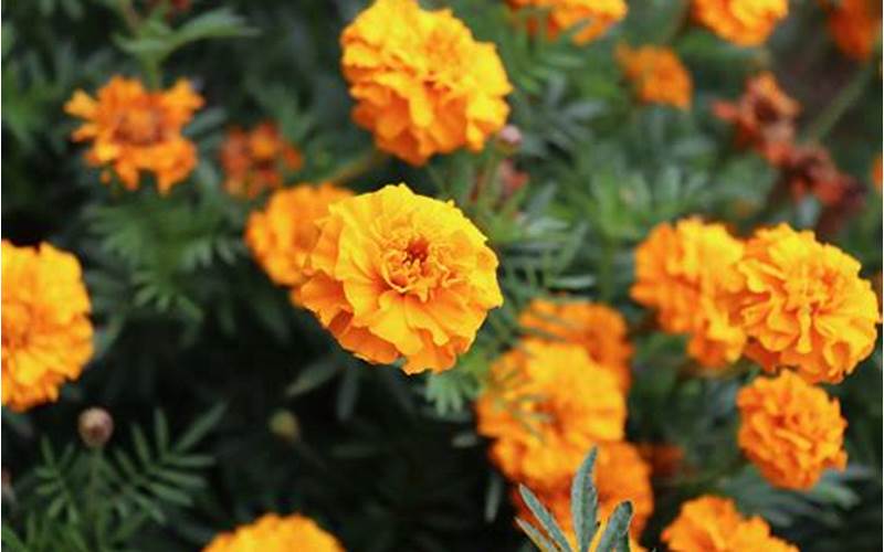 Marigolds As A Companion Plant