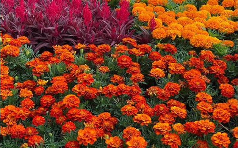 Marigolds As Companion Plants