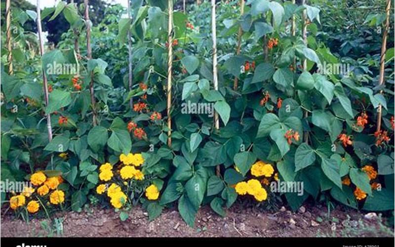 Marigolds Companion Planting With Bush Beans