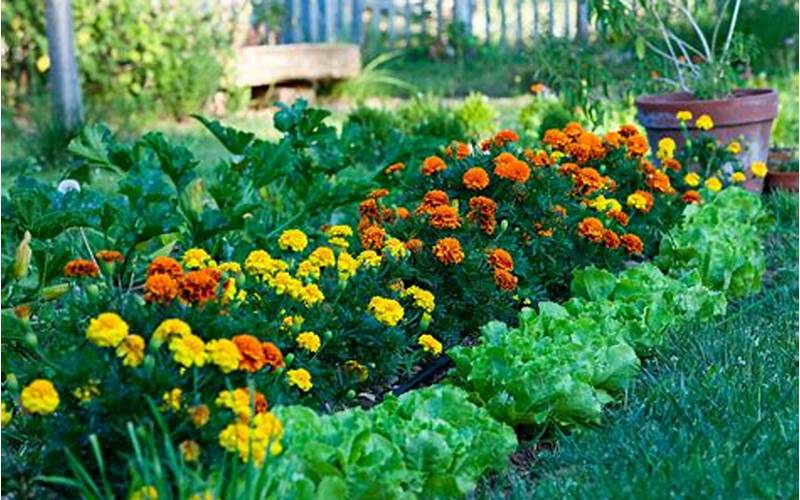 Marigolds Companion Planting