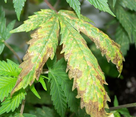 Leaf Diseases