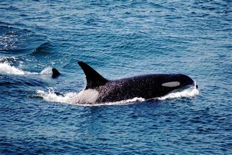 Discover the Wonders of Marine Animals with Flippers: A Guide to these Aquatic Marvels