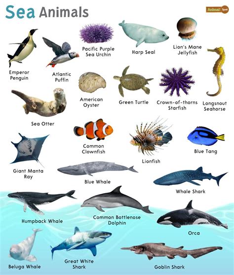 Marine Animals
