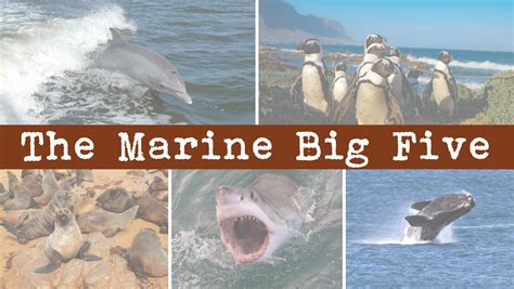 Marine Big Five