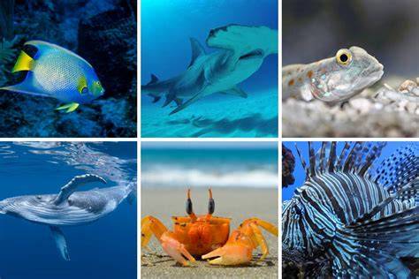 Marine Creatures
