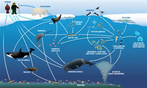 Marine Ecosystem Food Web