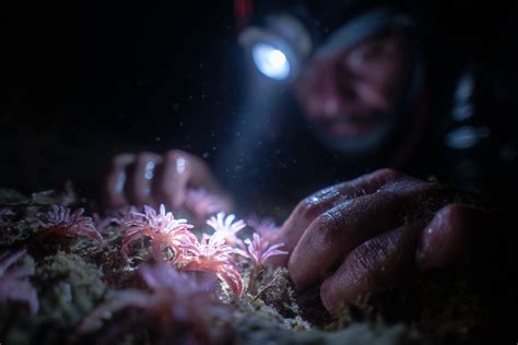 Marine Life At Night