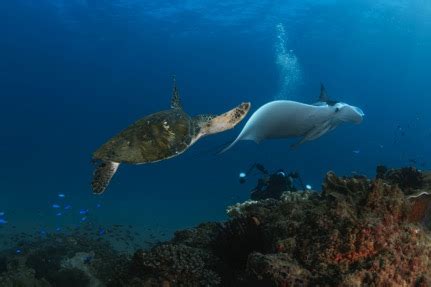 Marine Life Cook Island