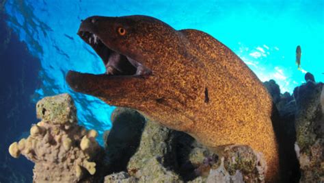 Marine Life Costa Brava