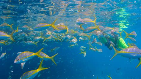 Marine Life Key West