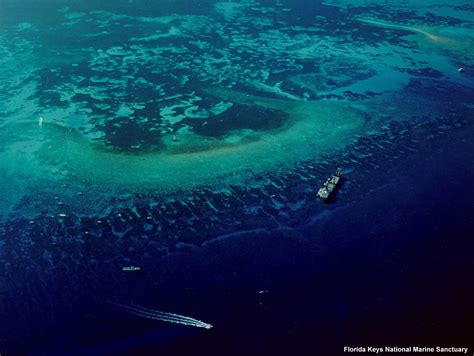 Marine Life Molasses Reef