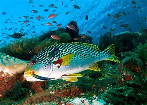 Marine Life Photography
