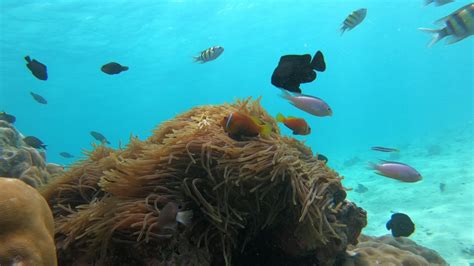 Marine Life Sightings