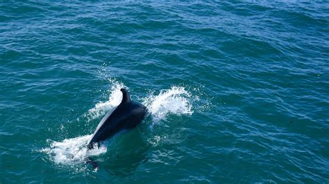 Marine Life Spotting