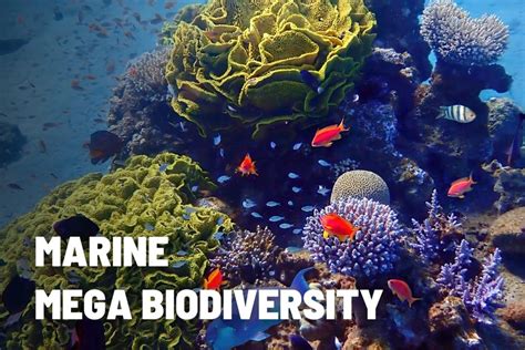 Marine Mega Biodiversity
