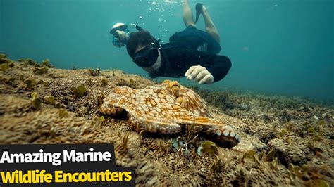 Marine Wildlife Encounters