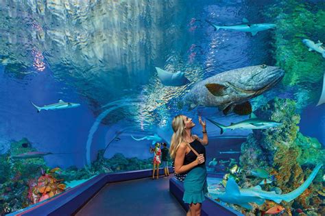 Marine life encounter