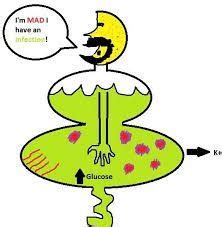 Mark Klimek - Endocrine Flashcards | Quizlet