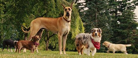 Marmaduke Dog Type