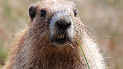 Marmot