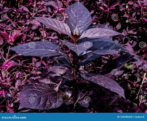 Maroon Leaves Plant