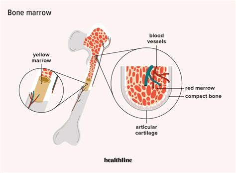 Unveiling the Mystery of Marrow: The Definition and Meaning in Spanish
