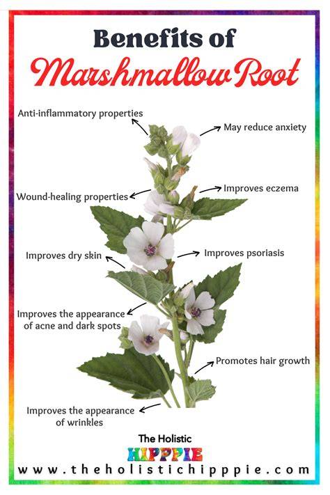 Discover the Nourishing Potency of Marshmallow Root: Unlock Flawless and Radiant Skin Today!
