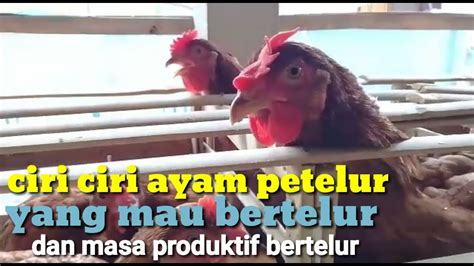 Masa Produktif Ayam Bertelur