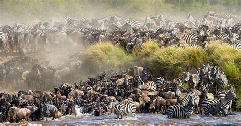 Masai Mara Wildebeest Migration