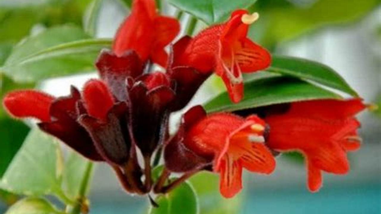 Rahasia Terungkap: Atasi Masalah Bunga Lipstik (Aeschynanthus radicans)