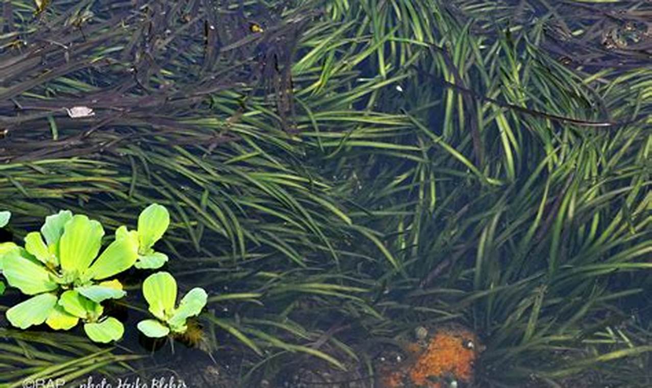 Panduan Lengkap Mengatasi Masalah Umum Tanaman Tape Grass (Vallisneria spiralis)