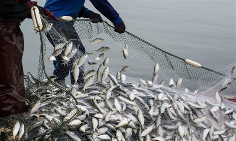 Mass Fish Hunts on the Environment