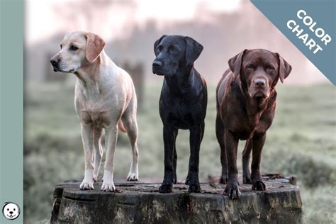 Mastering Labrador Coat Colors