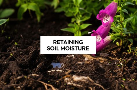 Mastering Moisture Retention