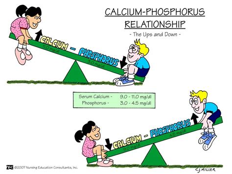 Mastering Phosphorus and Calcium
