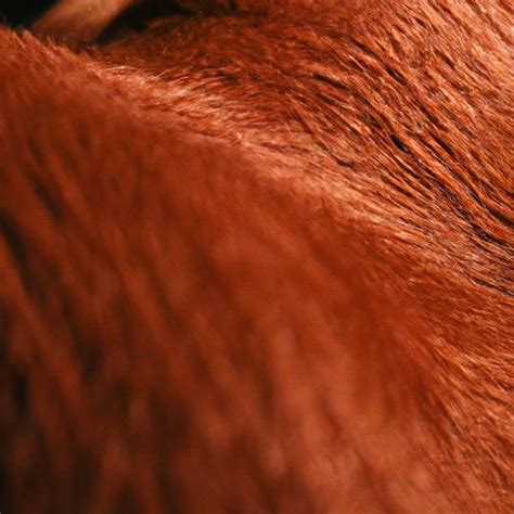 Mastering the Short, Dense Coat