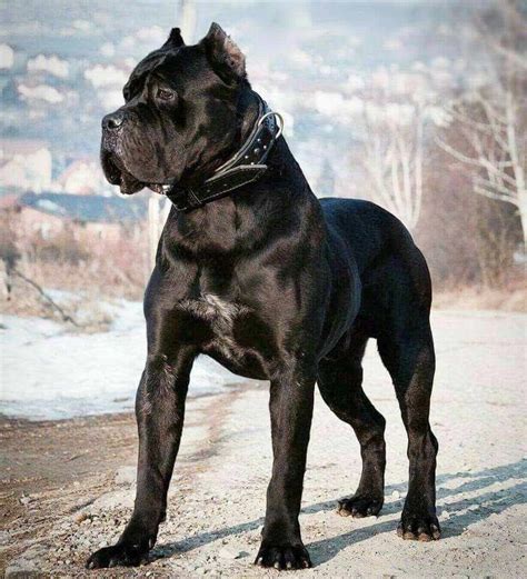 New litter cane corso italiano spain Italian Mastiff "Uracan and