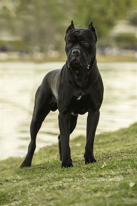 Cane corso, Cane corso mastiff, Italian cane corso