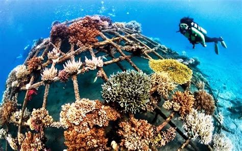 Masyarakat konservasi karang Indonesia