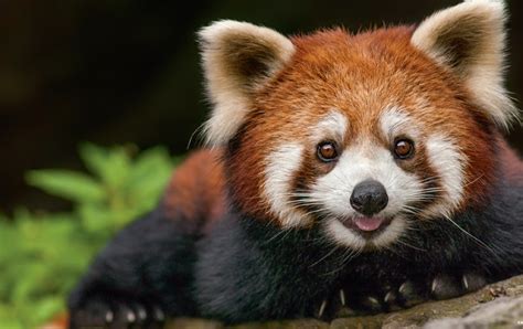 Mata Panda Merah