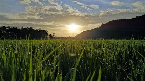 Matahari Pagi