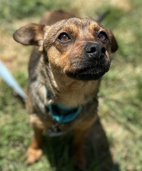 Unleashing Love with Match Made in Heaven Animal Rescue: Elevate Lives of Rescued Animals