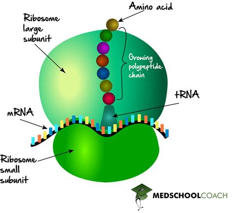 Match The Cell Structure To Its Function: Ribosome