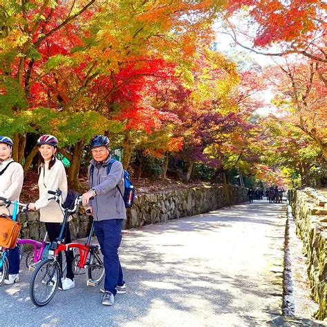 Matcha Green Tea Fields Cycling