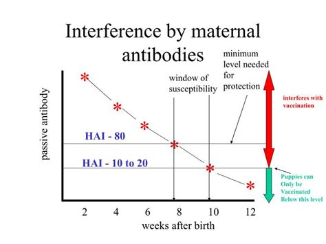Maternal Antibody Interference The Critical Window