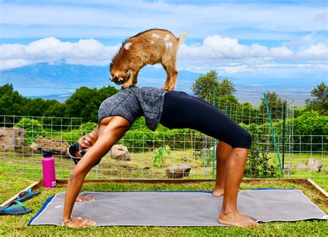 Maui Goat Yoga Review: Is It Worth It?