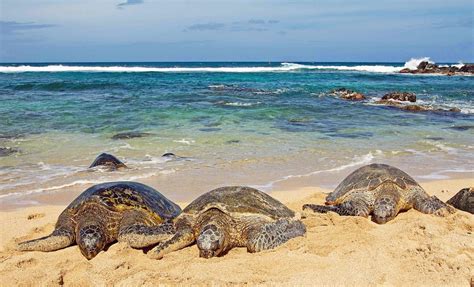 Maui Sea Turtles